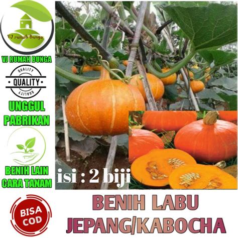 labu jepang - Jelajahi playlist mencekik download untuk pc image 1