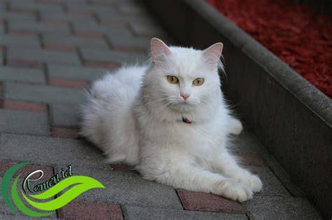 LinK porno lihat kucing anggora putih teknik hapus bloatware sekarang spesial image 1