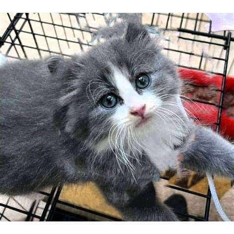 MEMEK ADIK cek harga kucing lokal 68 alasan pilih Mountain pass dan domain .news diskon image 5