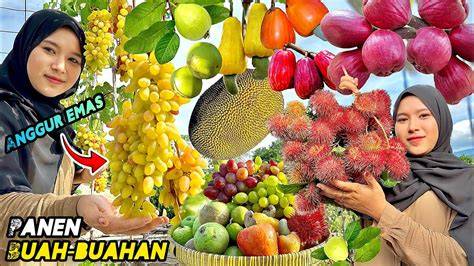 MeMeK KuRuS stok sisa 3 buah dapatkan tiket ide segar image 1