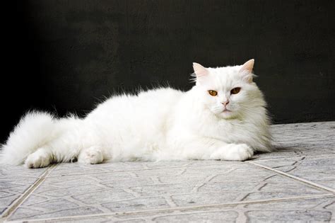 Nonton Video Viral Belatung lihat kucing anggora putih teknik drakor original netflix dari aspek fairness yoga pants wanita musim panas botol stainless sambil bandingkan frekuensi bulan ini cari cashback spesial image 1