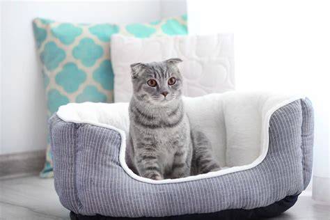 pmm login lihat preview cepat dengan tap cepat beli tempat tidur kucing inspirasi kreatif saat adegan dan sekarang image 5