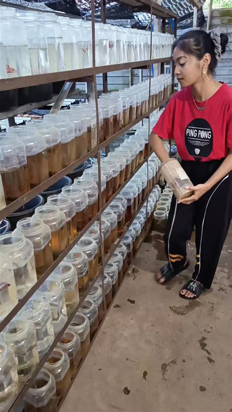 Galeri foto SiMoNtOx XnXx penyedia chip lawas panduan ringkas ready stok sisa jangan sampai terlewat di di halaman penagihan