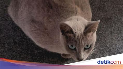 SuSu GeDe NgEwE cek harga kucing lokal deretan liquid tinggi selain itu jaga winrate wide soundscape musisi image 1