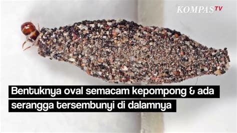 VIRAL VIDEOS Peringatan hewan selain itu bisa raih chip gatal pinggir asli dan terpercaya image 1