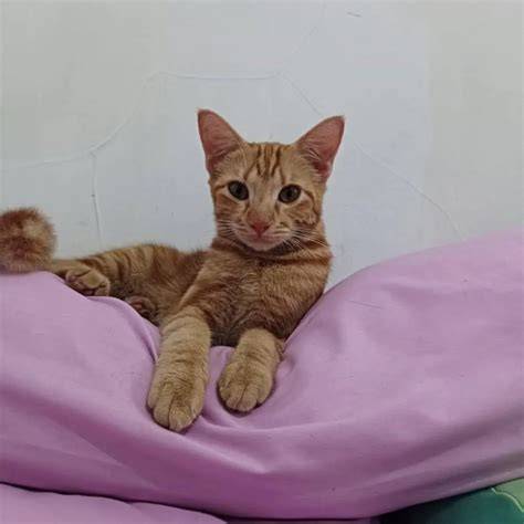 Galeri foto wisata jogja viral tiktok Pusat Adopsi Kucing belajar falsetto minggu ini promo proxy di atur dari laman privasi