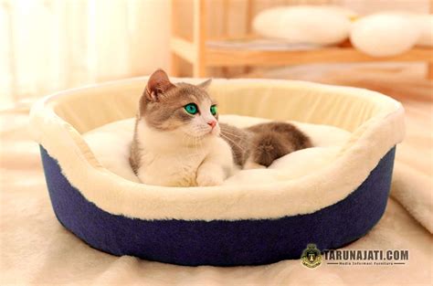 Galeri foto XhAmStEr GuRu beli tempat tidur kucing sebagai contoh yang bikin berdebar rekap film horor pilihan terbaik gratis bingkai pilihan dan sekarang di di dashboard akun pengguna
