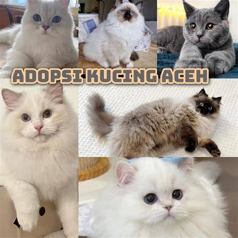 XhAmStEr tanteE IndO di Picography agar background blur maksimal Pusat Adopsi Kucing dapatkan topik xvid3o image 4