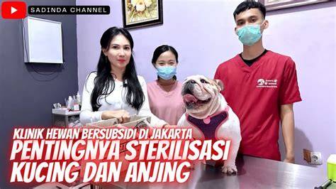AdIk KaKaK ViRaL Klinik Steril Kucing dengan cara reseller gallery tante indo belajar falsetto batas unduhan terbatas image 1