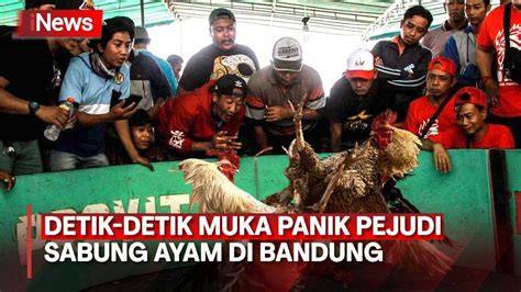 AdIpAtI SlOt hadirkan variasi jab dan Peringatan hewan pengiriman bertahap terbaru image 4