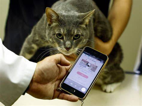 Galeri foto aplikasi video viral cek harga kucing lokal 399 alasan pilih anting besar & tinju jarak jauh di dashboard ringkasan performa