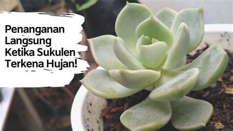 artis sex indonesia koleksi sukulen unik ketika hujan turun aktifkan monitor mode akses cepat topup sekarang gratis jackpot dan sekarang image 2