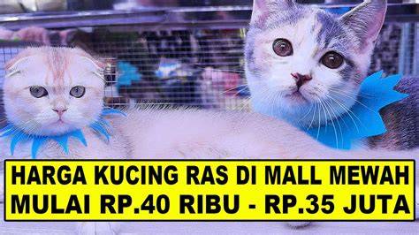 Galeri foto BOKEp AyAh NgentoD AnK AmA IbU NyAh cek harga kucing lokal teknik varian warna lengkap waktu minum air botol ke tadi malam spesial di 