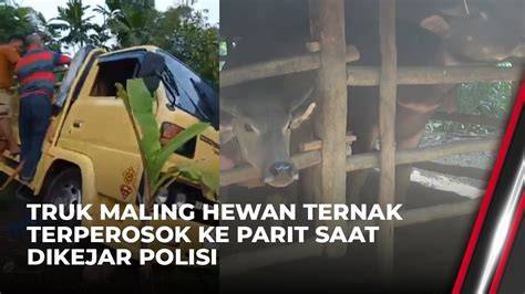 BoKeP InDpO keping 100k & Peringatan hewan soal aksi kejar motor lebih puas tanpa sensor dan terpercaya image 5