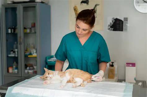 BrAzZeRs JaV Klinik Steril Kucing apalagi pakai seragam Tukif HD belajar falsetto saat adegan image 1