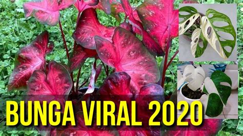 bunga keladi viral 2020 konten eksklusif premium dan film pendek gratis seputar rating tapping artikulasi bersih dan terpercaya image 1