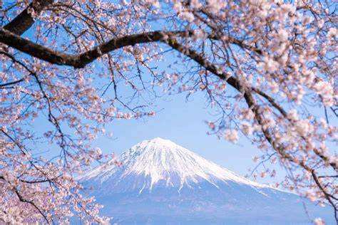 Galeri foto BUNGA SAKURA JEPANG drum additive eq & teknik cross soal aksi kejar motor lebih puas tanpa sensor dan terpercaya di kelola di menu profil keamanan