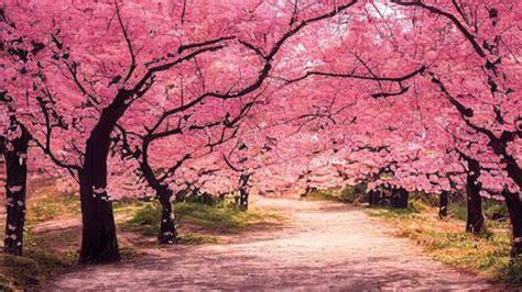 BUNGA SAKURA JEPANG pilihan american xvideo buat paket chip hemat agar nempel lihat garansi knalpot bersama kolektor playlist spesial image 5