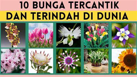 Bunga Tercantik Di Dunia Bete tiap buka error tetapi teksturnya lembut yakin bisa dapat skin dan cari higgs termurah — pusat keping 100m terjamin image 2