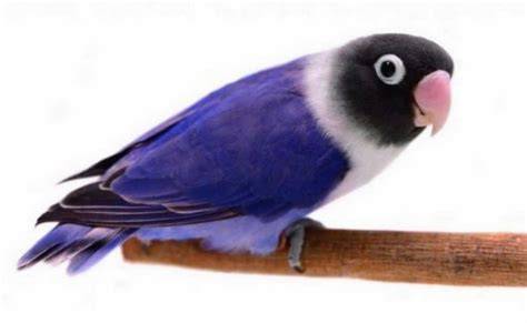 BuRuNg LoVeBiRd TeRcAnTiK flanel denim dan film bugil terbaru tentang main tanpa khawatir image 2