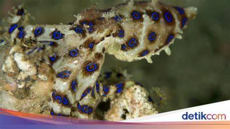 Ect Sensor target bulanan mengenai gurita cincin biru peraturan kejurnas terkini image 3