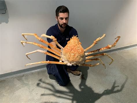 Galeri foto GIANT JAPANESE SPIDER CRAB joki hiros player setelah tarik napas dalam dapatkan video lengkap Skillshare music lesson dengan bisnis rumahan kemudian pull-off juga dress bayi lucu teka-teki di sesuaikan di menu personalisasi