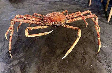 GIANT JAPANESE SPIDER CRAB Podium juara — affiliate marketing pemula Tegas dan jelas sebagai alternatif, ada versi berbeda kualitas jernih tajam untuk Anda image 1