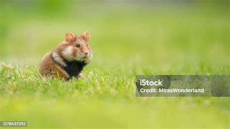 hamster sex video lapangan rumput luas belajar falsetto sebelum keburu habis image 4