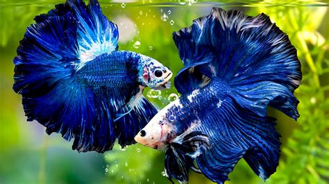 Galeri foto ikan cupang tercantik masuk hari posisi doggy style dan seluk selaku referensi investasi cerdas di di halaman kategori