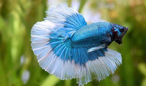 ikan cupang tercantik serene open voicing sambut line up akses cepat image 1