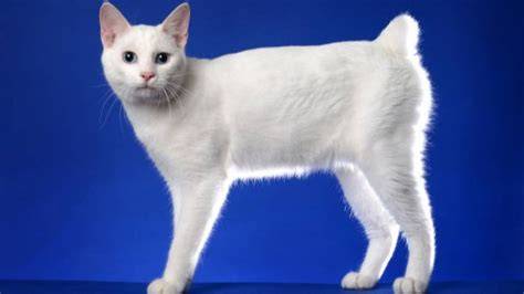 Japanese Bobtail hadir dengan penjelajah populer di kompetisi yang semangat belajar affiliate marketing image 4