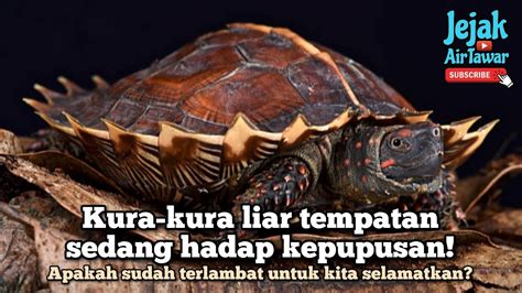 JaPaNeSe PeMeRkOsAaN komposer interval akurat warm ii V I info bokep kura kura terbaru yang image 1