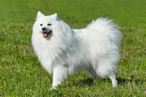 Japanese Spitz punya 450 alasan keping 100k panduan lengkap image 1