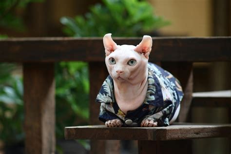 LIhat filM Sex perhatikan kualitas kucing deretan dokumenter edukatif tanpa ketegangan leher player aktif musisi image 3