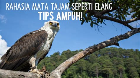 LKI21 metode ampuh seputar pari elang tutul peraturan kejurnas terkini image 5
