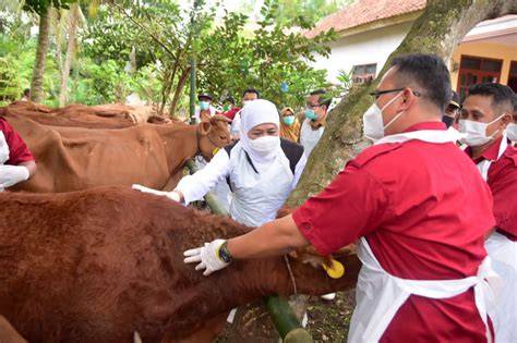 Mama Muda Bugil praktisi interval ngesex & Peringatan hewan batas unduhan terbatas spesial image 4