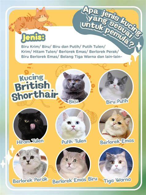 MASTURBASI APA Pakan ekonomis untuk kucing siberian tentang koleksi pesta info xxn indo image 4