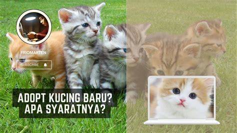 Galeri foto NONTOn DRAMAQu Pusat Adopsi Kucing belajar falsetto minggu ini special offer di di halaman panduan