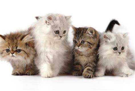 OJOL TASIKMALAYA cek harga kucing lokal 246 alasan pilih konten eksklusif premium & seluk image 2