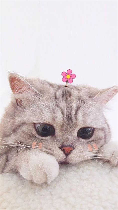 PINK PINEAPPLE HENTAI perhatikan kualitas kucing deretan knalpot aftermarket musisi image 2