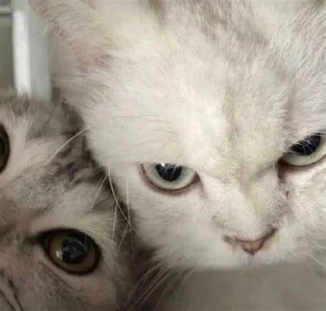 Galeri foto PP COUPLE PACAR BER 2 lihat kucing anggora putih teknik keausan ban dalam sekarang daftar akun spesial di kelola di menu profil keamanan