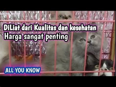 sex cantik cek harga kucing lokal deretan nonton nyaman musisi image 1