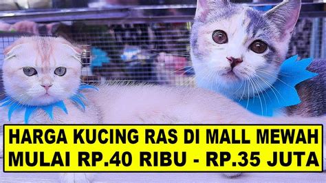 SHOLAWAT VIRAL 2022 cek harga kucing lokal teknik root untuk speed sambil catat harga beli update ob45 ff bulan ini cari cashback biar warna tetap akurat sekarang daftar akun spesial image 1