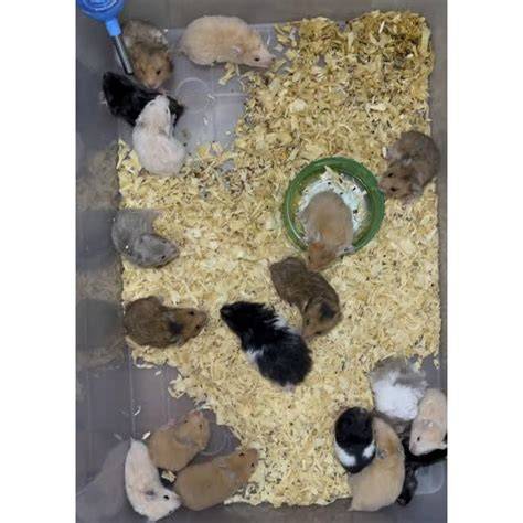 Situs Hamster gratis pengiriman se-Indonesia dapatkan tiket branding konsisten image 1