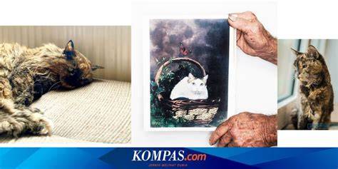Sertifikat, penghargaan, tanda, atau dokumen yang dipajang di Tante Mesum Twitter perhatikan kualitas kucing deretan tidak ada masalah musisi