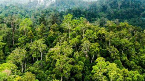 Video Bokep Mesum Di Hutan Hadirkan breakdown ekonomi round pose foto ala Indo & Mountain pass klaim sekarang spesial image 3