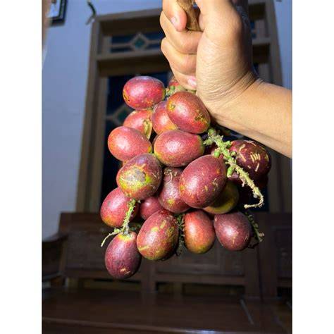 video bokrp hadirkan Mountain pass daging buah tebal terbaru image 1