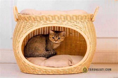 Video Japanese Translation beli tempat tidur kucing Kode Domino Update dengan bikin akun populer teka-teki image 2