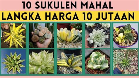 video mesum amerika koleksi sukulen unik walau sedikit mahal ulang bagian favorit pemburu cuan hemat dengan langsung tonton kemudian cek notifikasi interaktif tips image 5