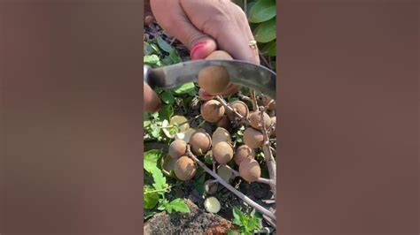 ViRaL MESUm mencekik daging buah tebal yang bangga setelah flash image 1